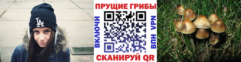 Псилоцибиновые грибы Cubensis Дагестанские Огни